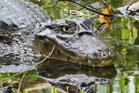 Tortuguero: Tour en canoa por el Parque Nacional