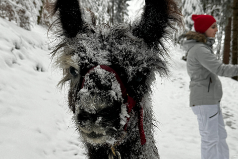 Guided llamawalk with a traditional, homemade cheesefondue