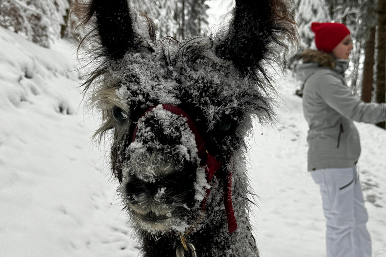 Guided llamawalk with a traditional, homemade cheesefondue