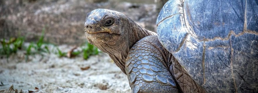 Maurice : Réserve naturelle de l'île aux Aigrettes avec tour en bateau