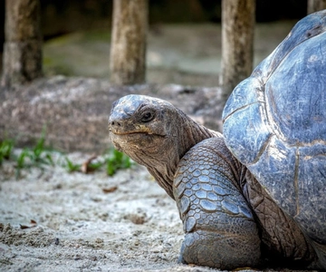 Mauritius: Riserva naturale dell'Ile aux Aigrettes con giro in barca