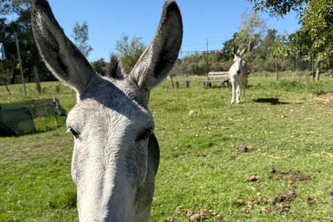 Montevideo: Horseback riding on a trail to the Beach