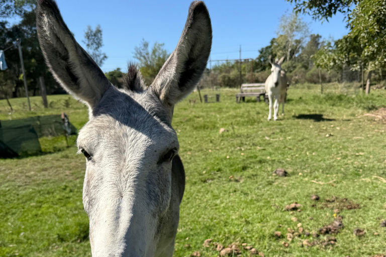 Montevideo: Horseback riding on a trail to the Beach