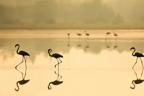 Vanuit Sevilla: Nationaal Park Doñana Hele dag privétour
