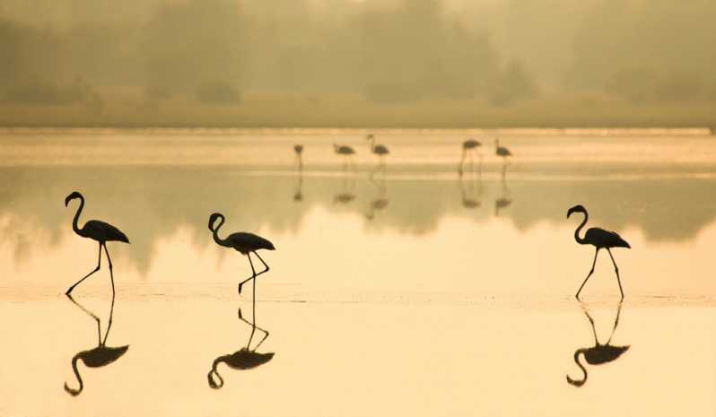 From Seville: Doñana National Park Full-Day Private Tour