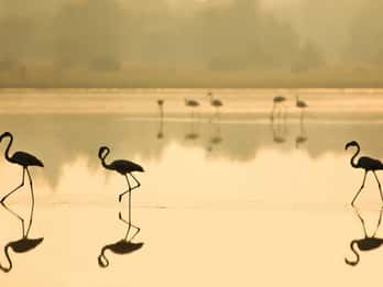 Fra Sevilla: Doñana nasjonalpark - privat heldagstur