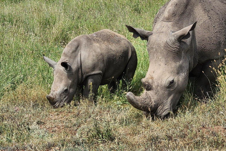 Nairobi National Park, Elephant Orphanage and Giraffe Centre Nairobi National Park, Baby Elephant and Giraffe Centre