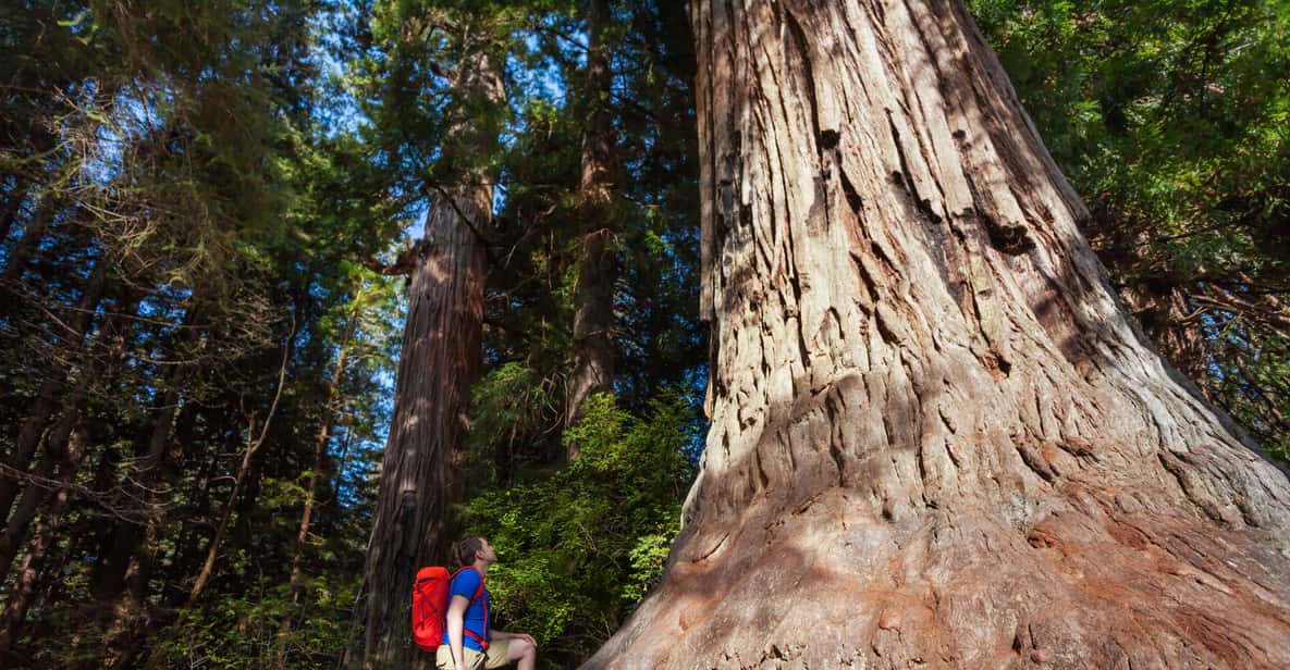 San Francisco: Yosemite National Park & Giant Sequoias Hike