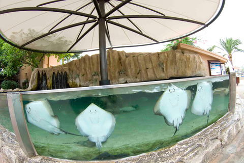 Mallorca: Marineland Tickets with Transfers from the North