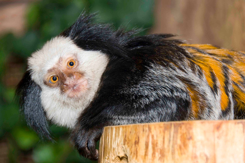 Mallorca: Marineland Tickets with Transfers from the North