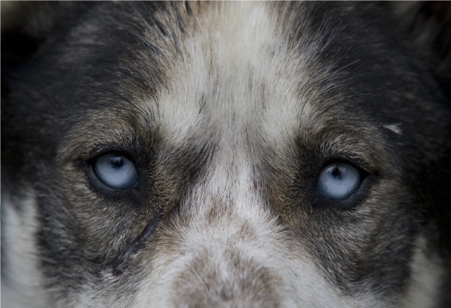 Visit Yukon Dogs and Gold in Skagway, Alaska, USA