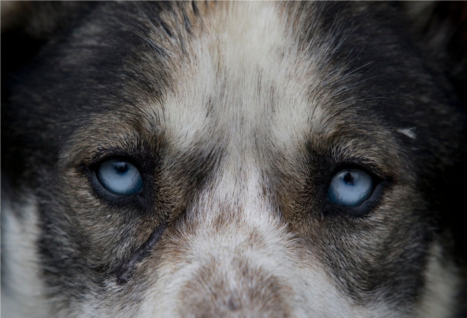 Yukon-Hunde und Gold