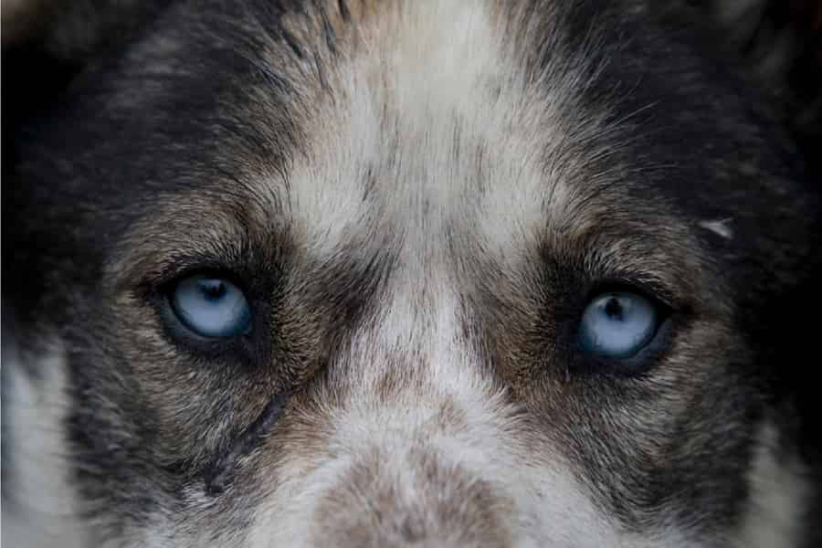 Yukon-Hunde und Gold. Foto: GetYourGuide
