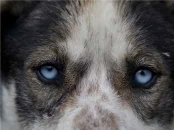 Yukon Hunde und Gold Yukon Hunde und Gold