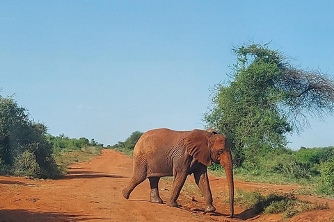 Mombasa:2-Day Tsavo East Wildlife Safari with Overnight Stay