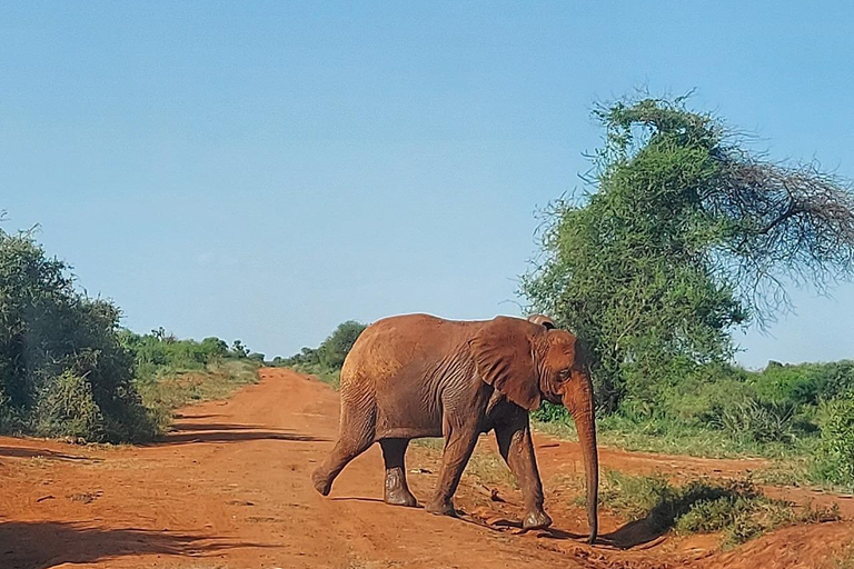 Mombasa:2-Day Tsavo East Wildlife Safari with Overnight Stay