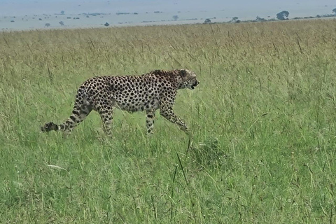 Kenia i Tanzania: 9-dniowy prywatny pakiet safari średniej klasy