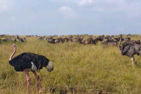 Nairobi: 3-Day honeymoon safari to Amboseli National Park Overnight Private to Amboseli National Park