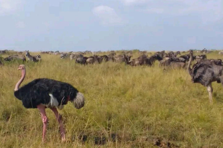 Nairobi: 3-Day honeymoon safari to Amboseli National Park Overnight Private to Amboseli National Park