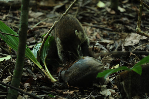 Uvita: Vandring i Corcovado nationalpark