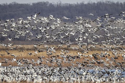 سانت جوزيف: جولة تصوير طيور النسر المائية في ميسوري
