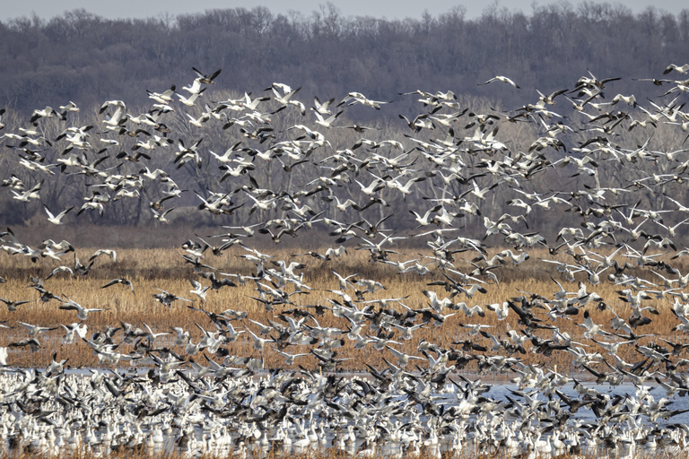 سانت جوزيف: جولة تصوير طيور النسر المائية في ميسوري