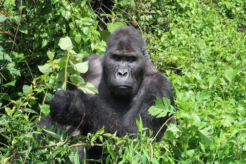 Desde Kigali: Safari de 4 días de senderismo con gorilas y chimpancés