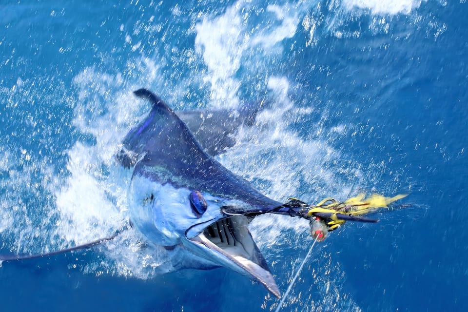 Big Game Fishing on Madeira Island - Catch A Guide