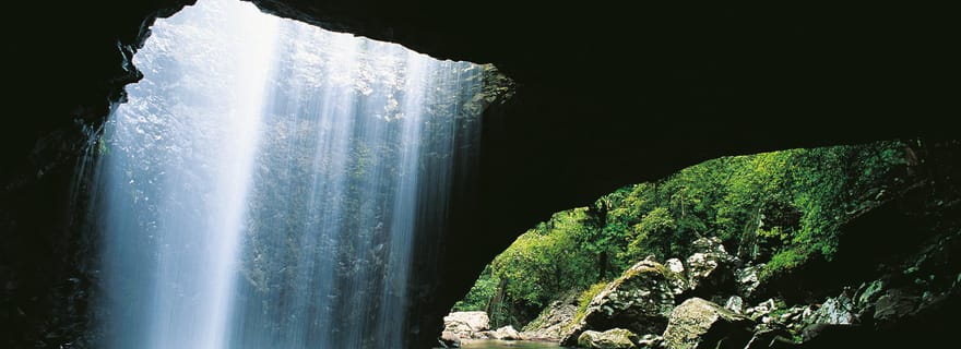 Gold Coast: Tour del Ponte Naturale e delle Cascate di Springbrook