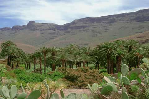 Maspalomas: Safari med kamelridning, tapas og transport