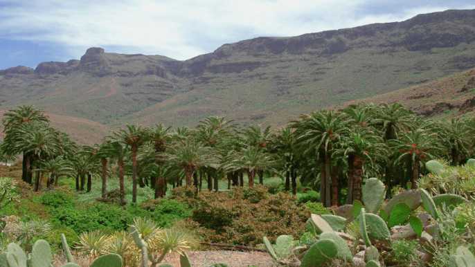 Gran Canaria: safari en camello comida opcional y transporte