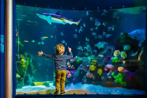 SEA LIFE Timmendorfer Strand Ticket