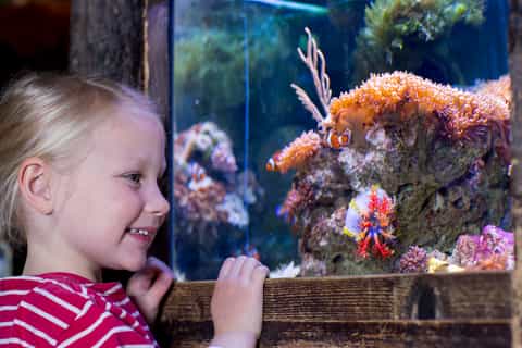 admission to sea life oberhausen