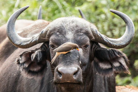 From Victoria Falls: 4-Day Falls, Chobe & Village Stay