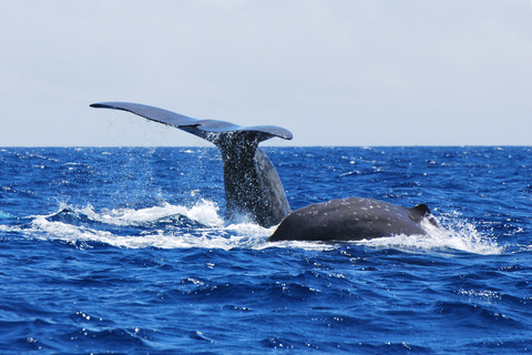 Açores : journée observation de baleines, déjeuner &amp; plongée