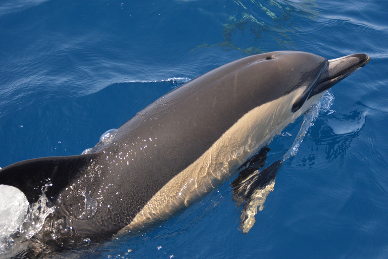 Visita a Vila Franca y avistamiento de ballenas y delfines