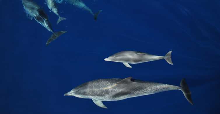 Sao Miguel: Swimming with Dolphins