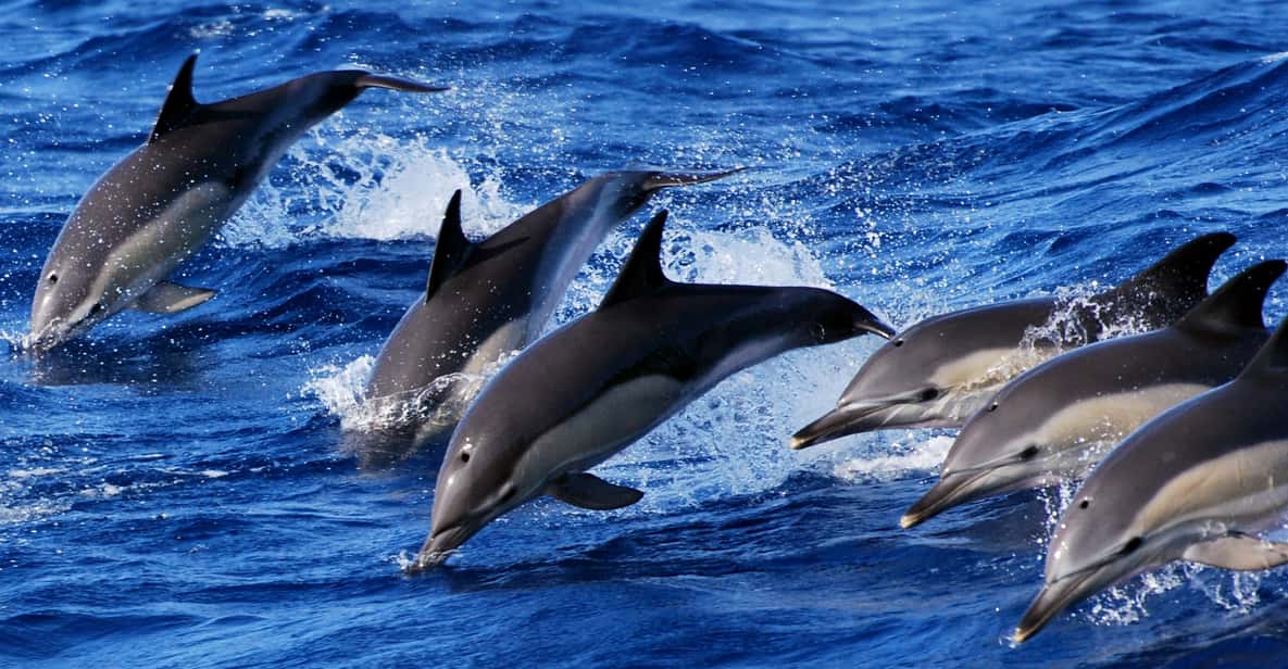 Sao Miguel: Swimming with Dolphins