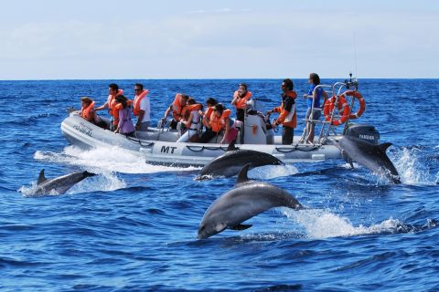 Sao Miguel: zwemmen met dolfijnen