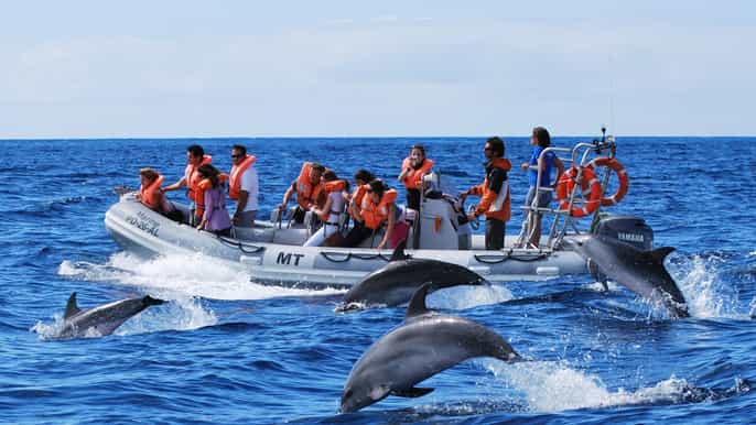 sao miguel swimming with dolphins