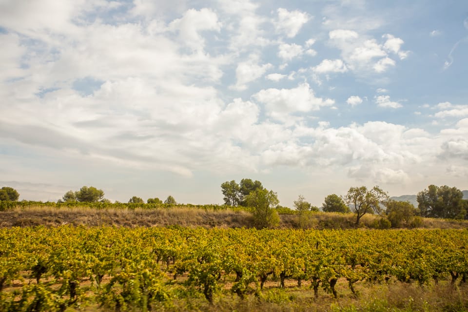 Montserrat & Cava Winery Small Group Day Tour