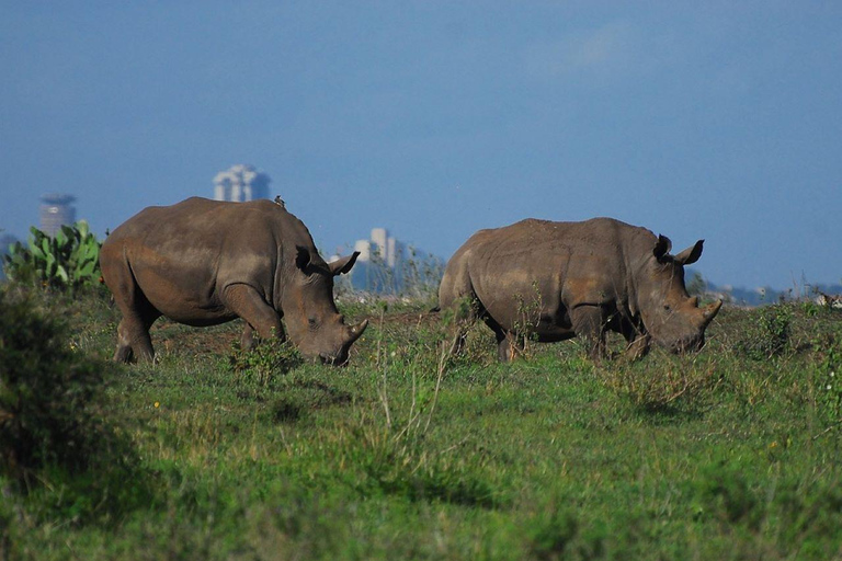 Demi-journée au parc national de Nairobi avec prise en charge gratuite