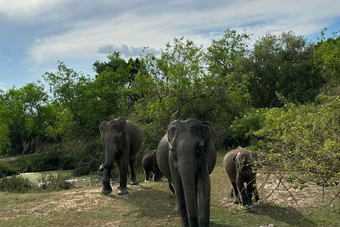 Sigiriya to Maduru Oya Wildlife Safari Day Tour