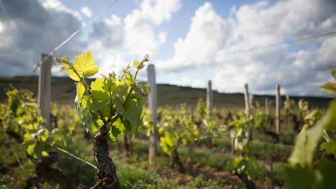 burgundy exclusive chauffeured private day tour