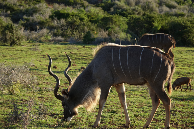 Addo Elephant National Park All Inclusive heldagssafariStandardtur