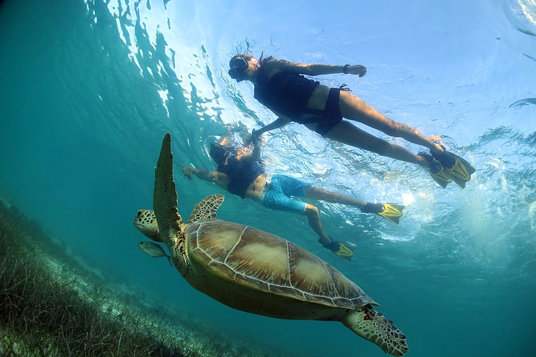 Vanuit Cancun: uitstap schildpadden en cenotesVanuit Cancun: uitstap schildpadden en cenotes in de middag