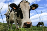 São Miguel Island, Tour toute la journée tout-en-un - Housity