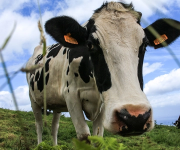 São Miguel Island: Full Day All-in-One Tour