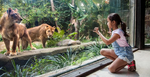 Bali Zoo Entrance Ticket