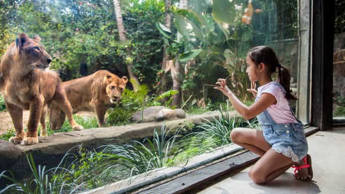 bali zoo entrance ticket